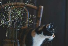 Bild von Katzen Erziehen bilder fürs handy