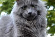 Bild von Katzen Essen bilder fürs handy