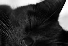 Bild von Katzen Fotos bilder fürs handy