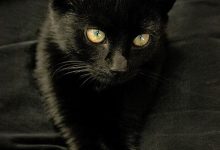 Bild von Katzen Funny bilder fürs handy