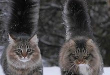Bild von Katzen Gedicht bilder fürs handy