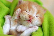 Bild von Katzen Gemälde bilder fürs handy