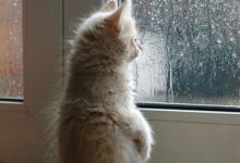 Bild von Katzen Grüße bilder fürs handy
