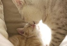 Bild von Katzen Haltung bilder fürs handy