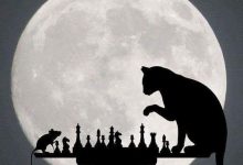 Bild von Katzen Hintergrundbilder fürs handy