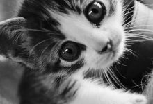 Bild von Katzen Hintergrundbilder Kostenlos bilder fürs handy