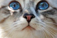 Bild von Katzen Hintergrundbilder Kostenlos Herunterladen bilder fürs handy