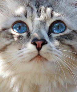 Katzen Hintergrundbilder Kostenlos Herunterladen 250x300 - Katzenkinder