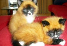 Bild von Katzen Junge Bilder Kostenlos bilder fürs handy