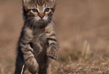 Bild von Katzen Katzenrassen Bilder fürs handy