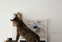 Bild von Katzen Kaufen bilder fürs handy