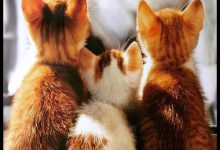 Bild von Katzen Kaufen Ebay bilder fürs handy