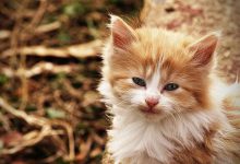 Bild von Katzen Kaufen Kleinanzeigen bilder fürs handy