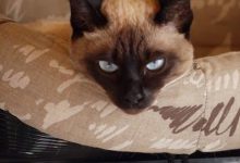 Bild von Katzen Kaufen Verkaufen bilder fürs handy