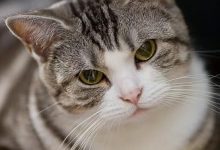 Bild von Katzen Kaufen Züchter bilder fürs handy