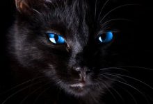 Bild von Katzen Kitten bilder fürs handy