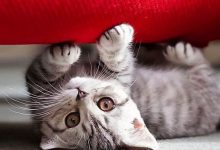 Bild von Katzen Kostenlos bilder fürs handy