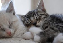 Bild von Katzen Krankheiten bilder fürs handy