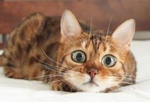 Bild von Katzen Kunst Bilder fürs handy