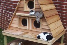 Bild von Katzen Lustig 2019 bilder fürs handy