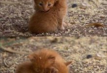 Bild von Katzen Lustige Videos bilder fürs handy