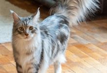 Bild von Katzen Läuse Bilder fürs handy