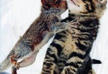 Bild von Katzen Motive Bilder Bilder Kostenlos bilder fürs handy