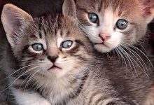 Bild von Katzen Profilbilder fürs handy
