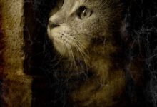 Bild von Katzen Rassen Bestimmung bilder fürs handy