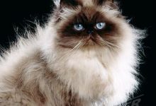 Bild von Katzen Rassen Wikipedia bilder fürs handy