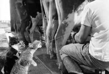 Bild von Katzen Schnurren bilder fürs handy