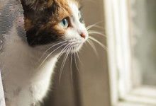 Bild von Katzen Schwangerschaft bilder fürs handy
