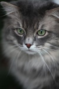 Katzen Sind Süß 200x300 - Profilbilder Katzen