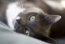 Bild von Katzen Skelett Bilder fürs handy