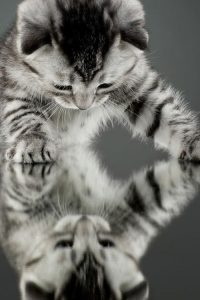Katzen Spruchbilder 200x300 - Bilder Kätzchen
