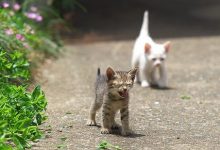 Bild von Katzen Sprüche Liebe bilder fürs handy