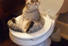 Bild von Katzen Und Katzenbabys bilder fürs handy