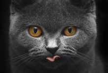 Bild von Katzen Verhalten bilder fürs handy