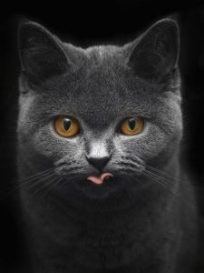 Katzen Verhalten 225x300 - Witzige Katzenbilder Mit Sprüchen Bilder Kostenlos