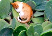 Bild von Katzen Verkauf bilder fürs handy