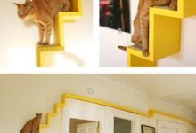 Bild von Katzen Verkauf Bilder Kostenlos bilder fürs handy