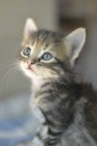 Katzen Verkaufen 200x300 - Free Cat Pic Bilder