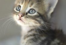 Bild von Katzen Verkaufen bilder fürs handy