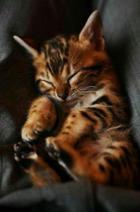 Katzen Verschenken 199x300 - Pictures Of Kittens With Captions Bilder