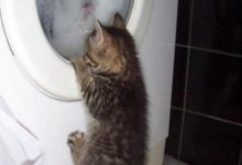 Bild von Katzen Videos bilder fürs handy