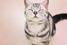 Bild von Katzen Witzige Bilder fürs handy