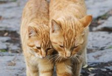 Bild von Katzen Würmer bilder fürs handy