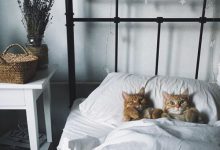 Bild von Katzen Zu bilder fürs handy