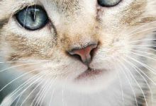 Bild von Katzen Zu Verkaufen bilder fürs handy