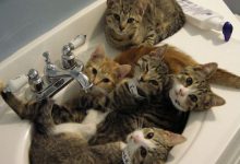 Bild von Katzenarten Bilder Kostenlos bilder fürs handy